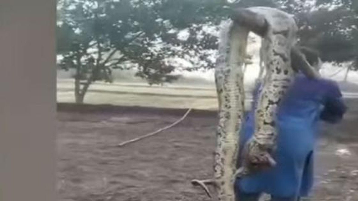 نارووال ۾ اژدھا